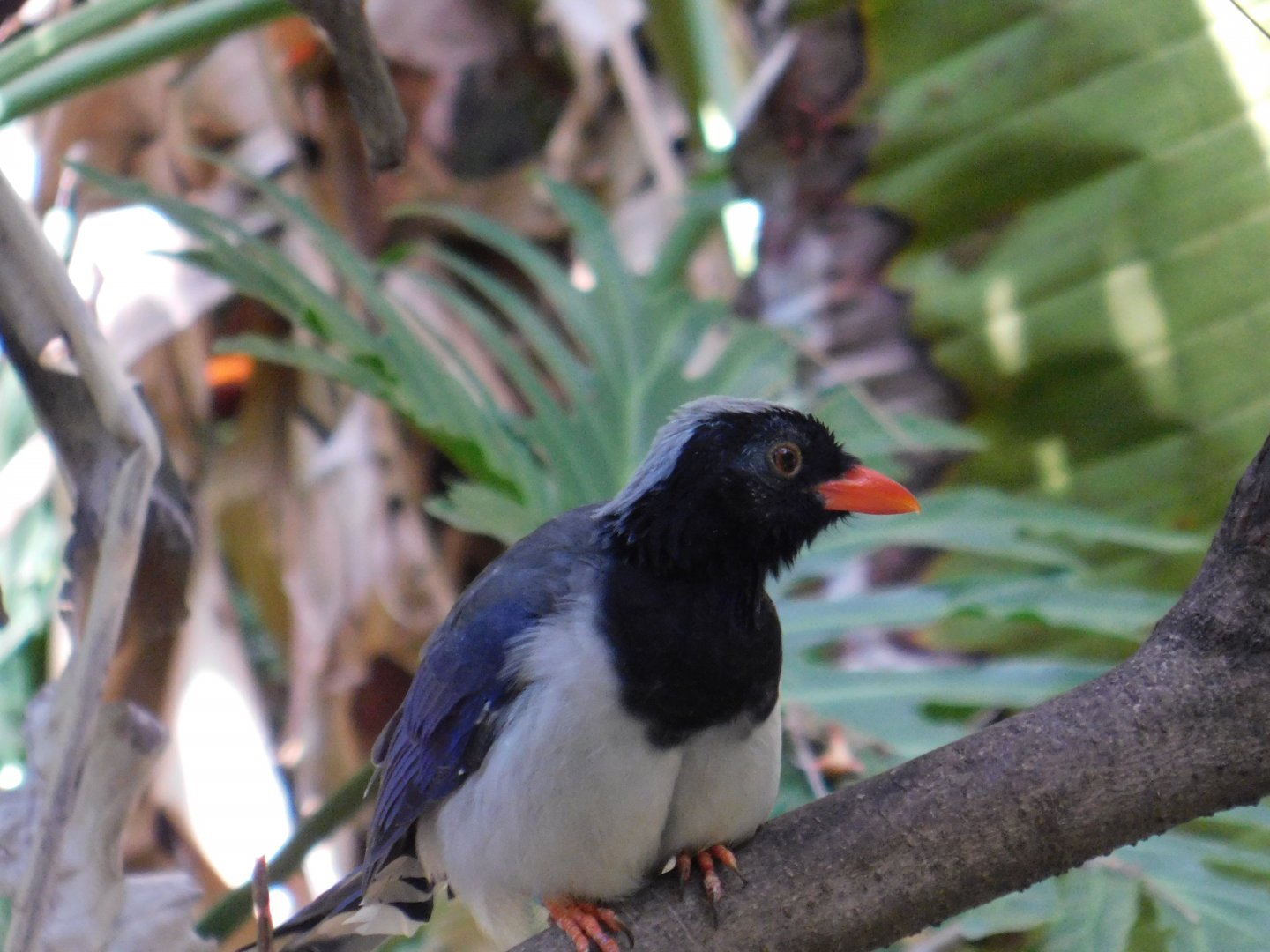 Red Billed Blue Magpie