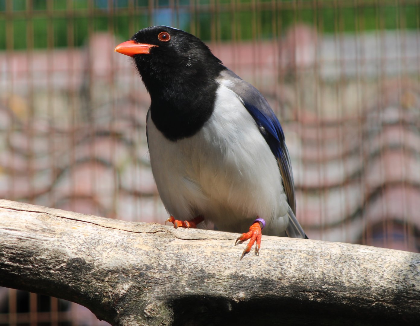 Red-billed blue magpie