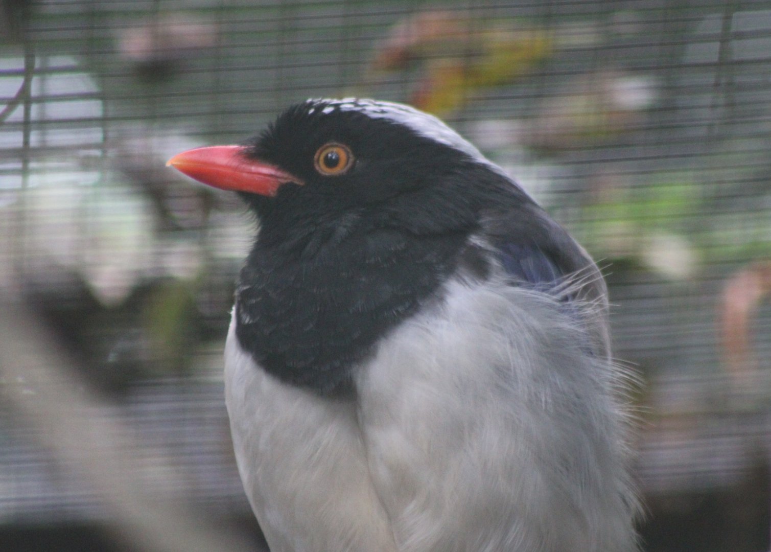 Red-billed blue-magpie
