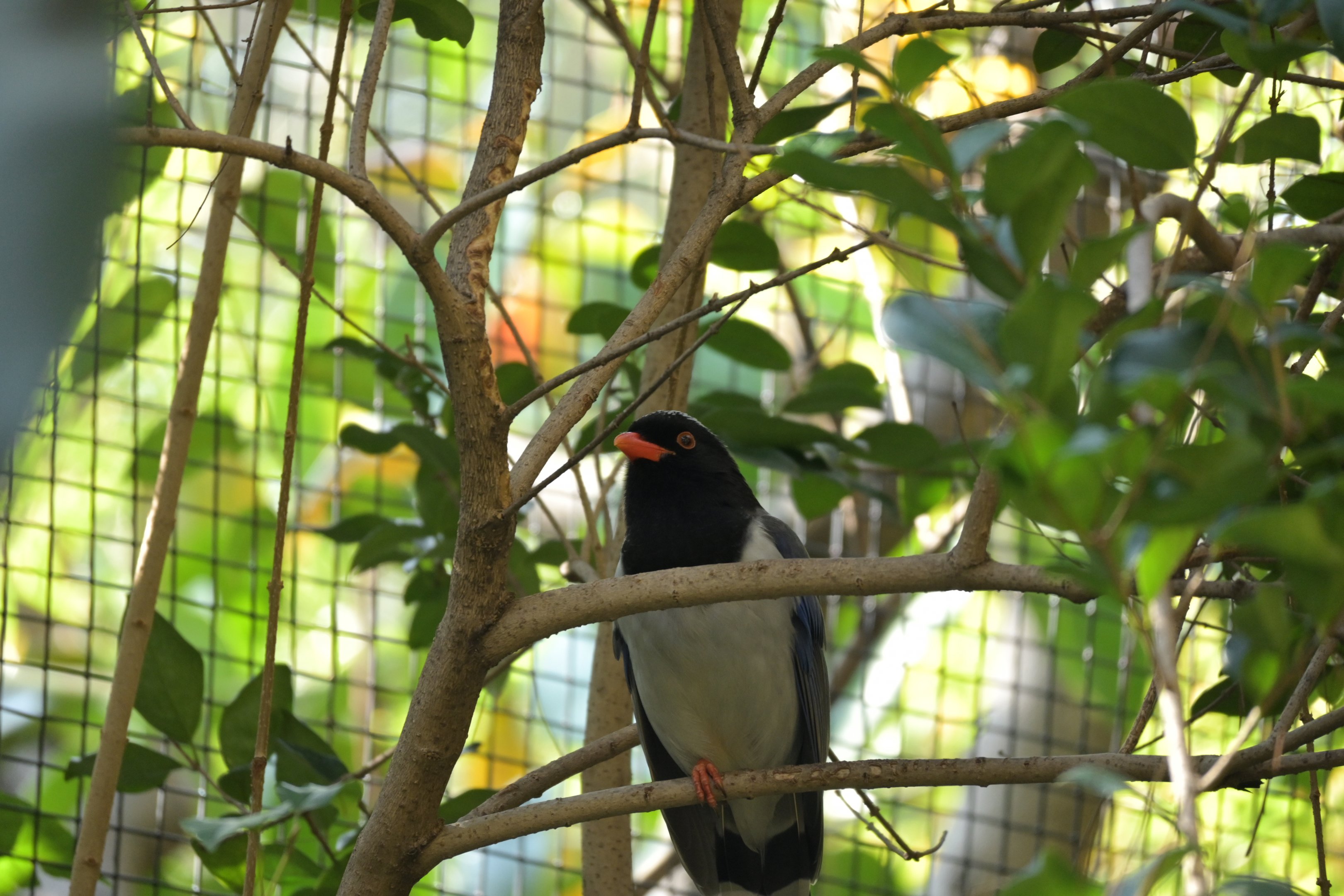 Red Billed Blue Magpie