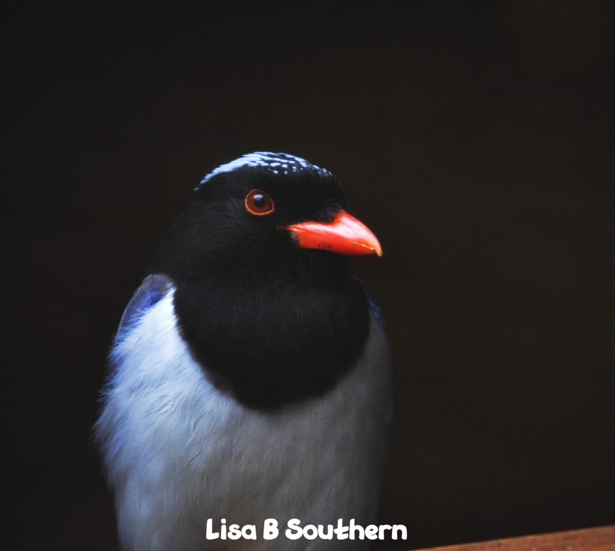 red billed blue magpie