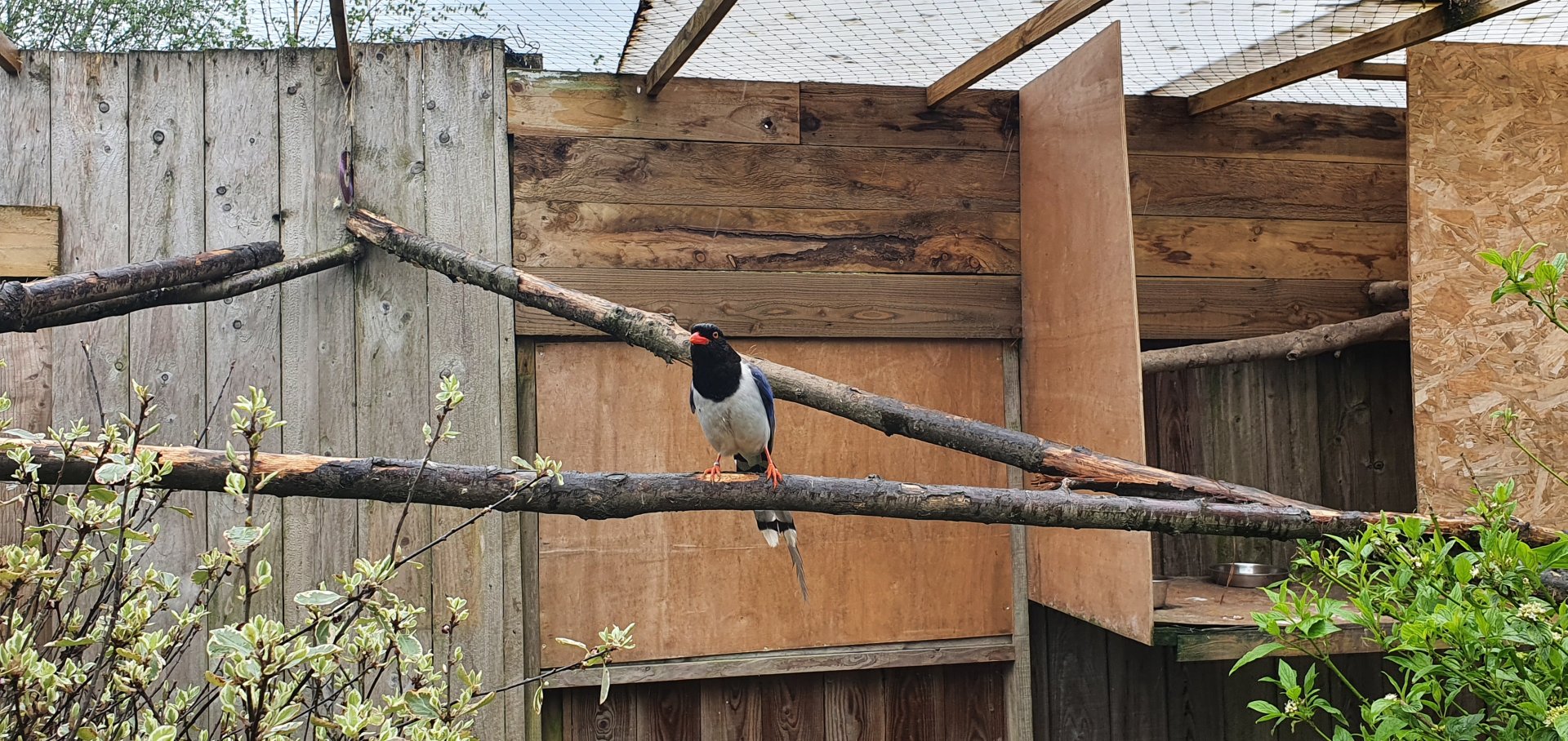 Red billed blue magpie