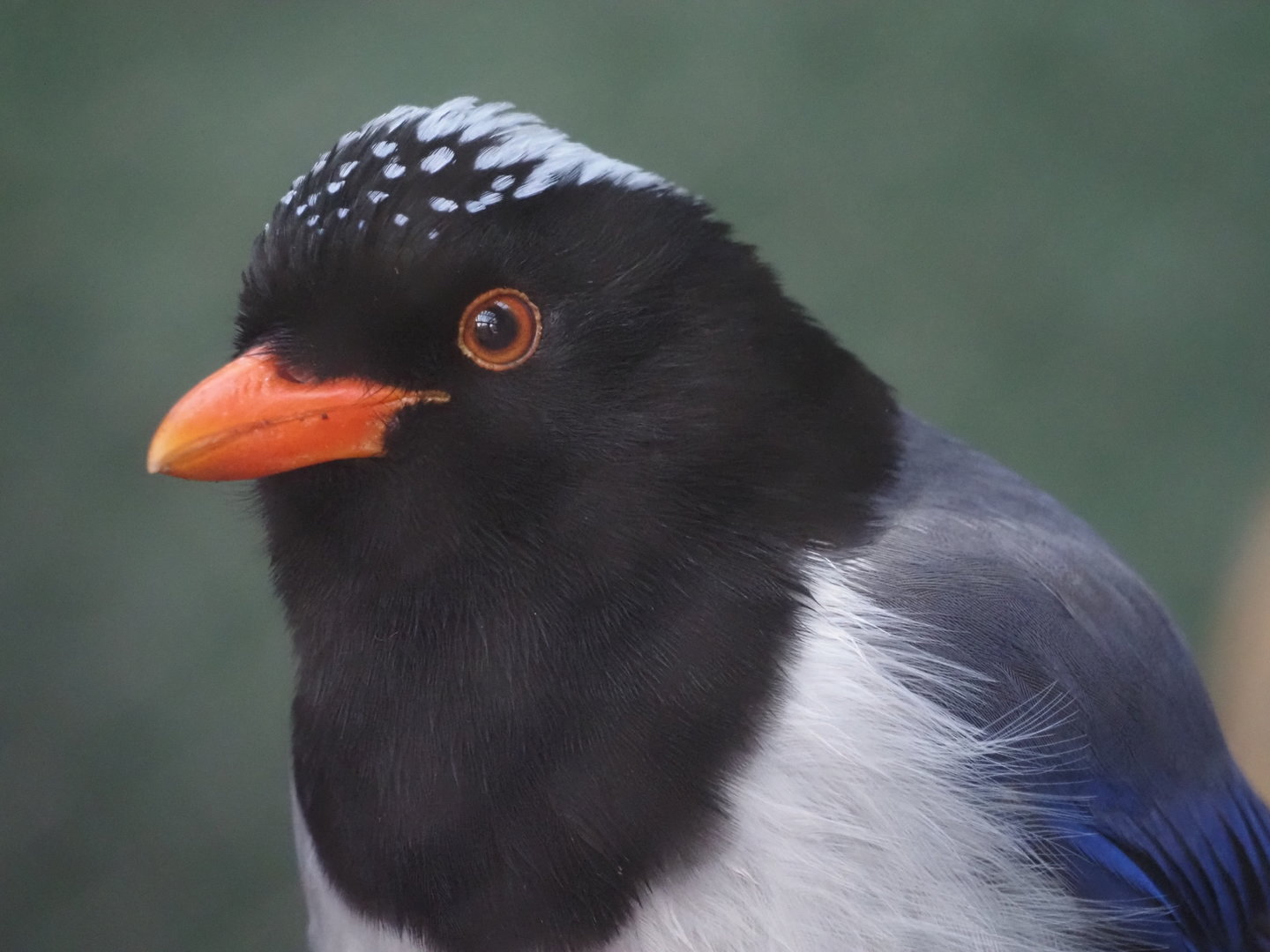 Red-Billed Blue Magpie