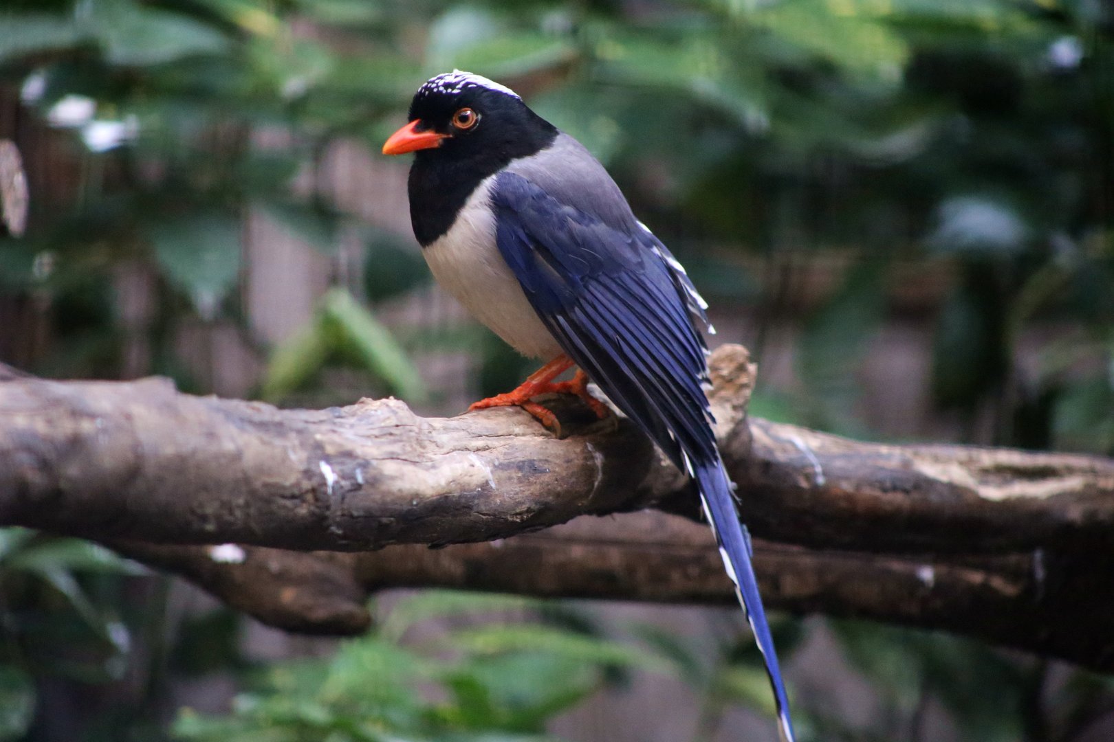 Red-billed Blue Magpie