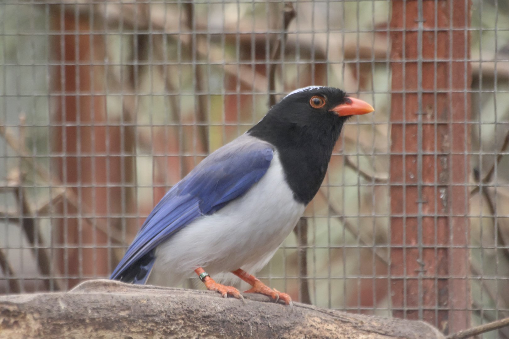 Red-Billed Blue Magpie