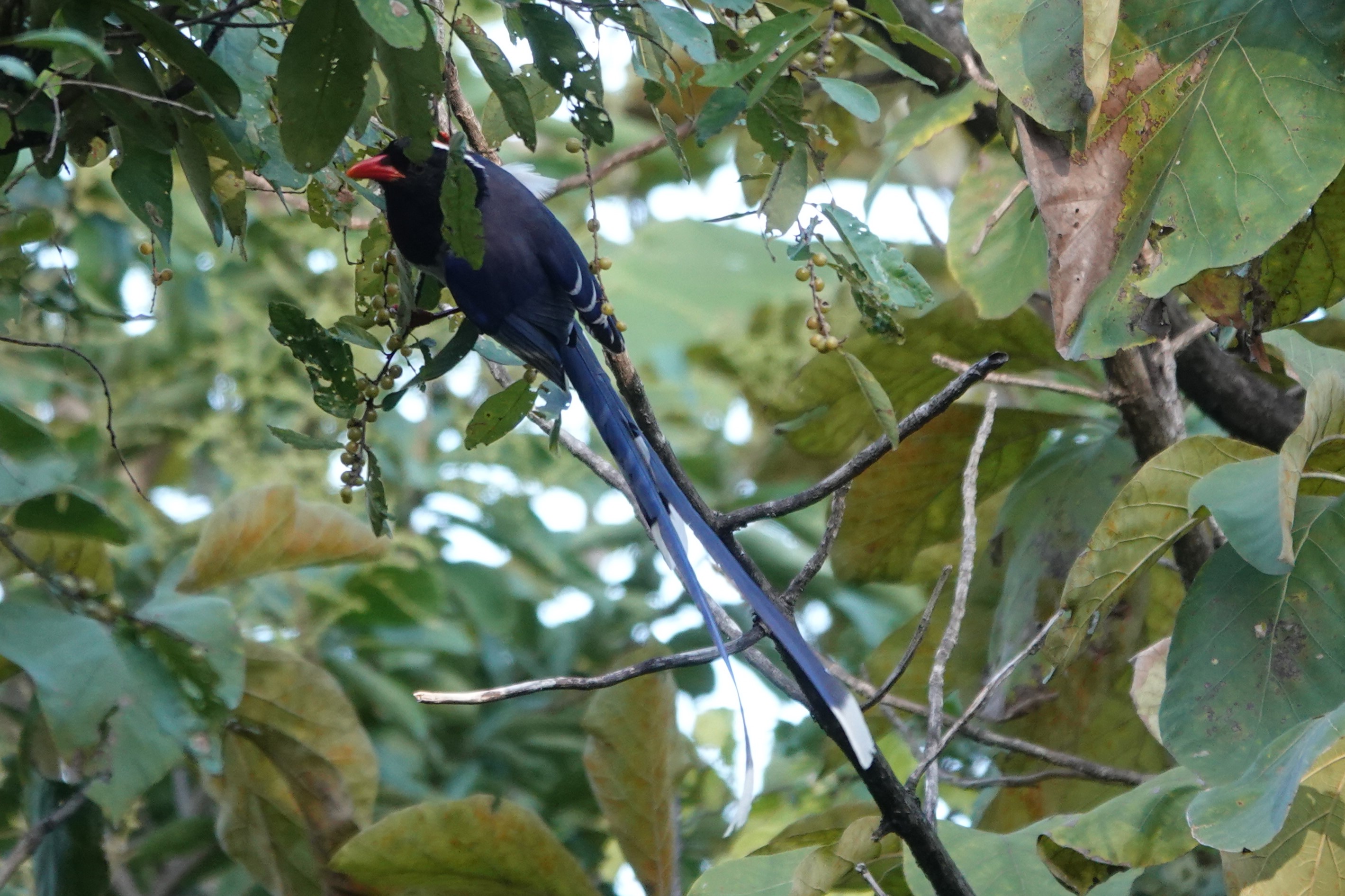 Red-billed Blue-Magpie