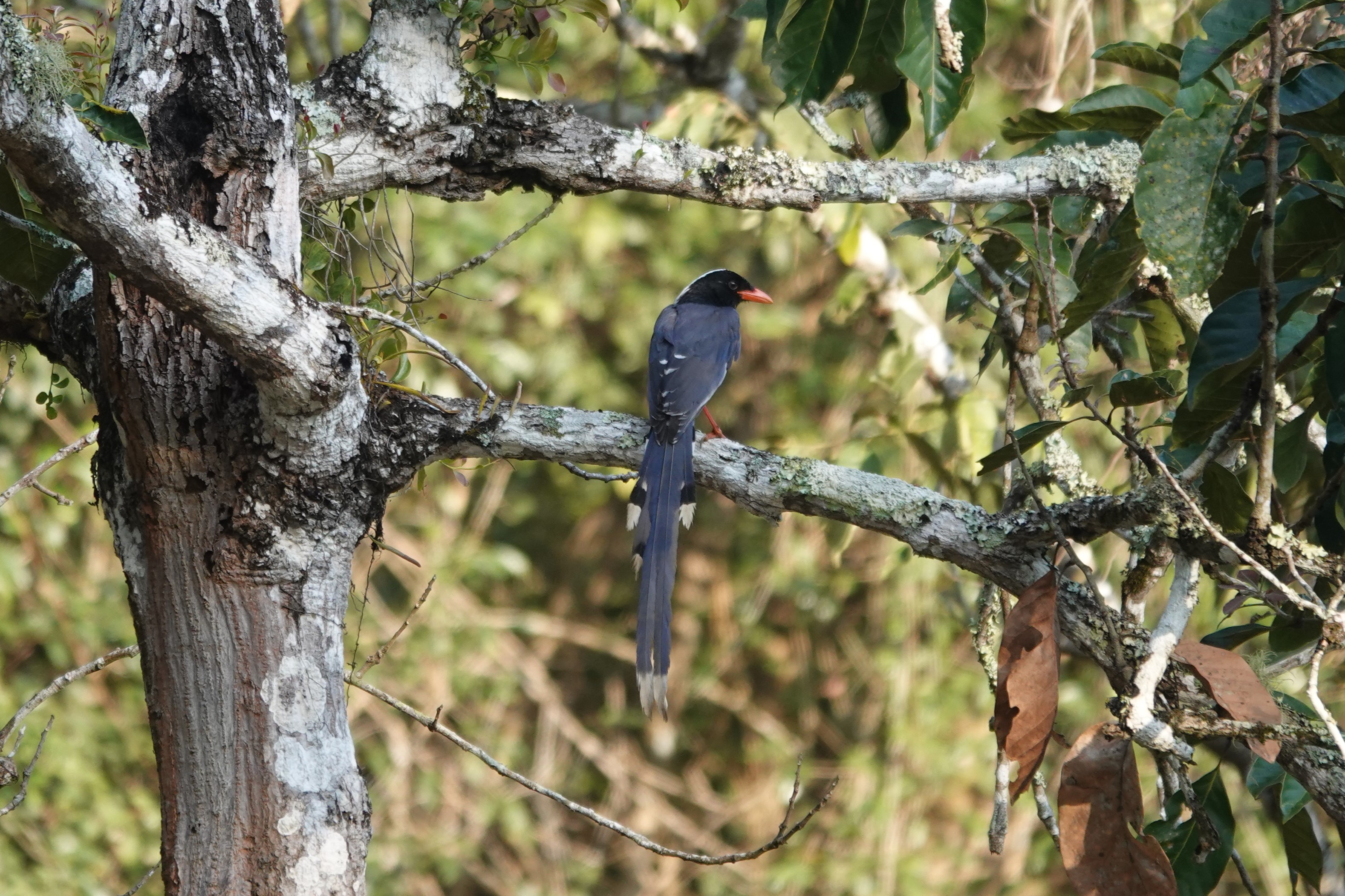 Red-billed Blue-Magpie