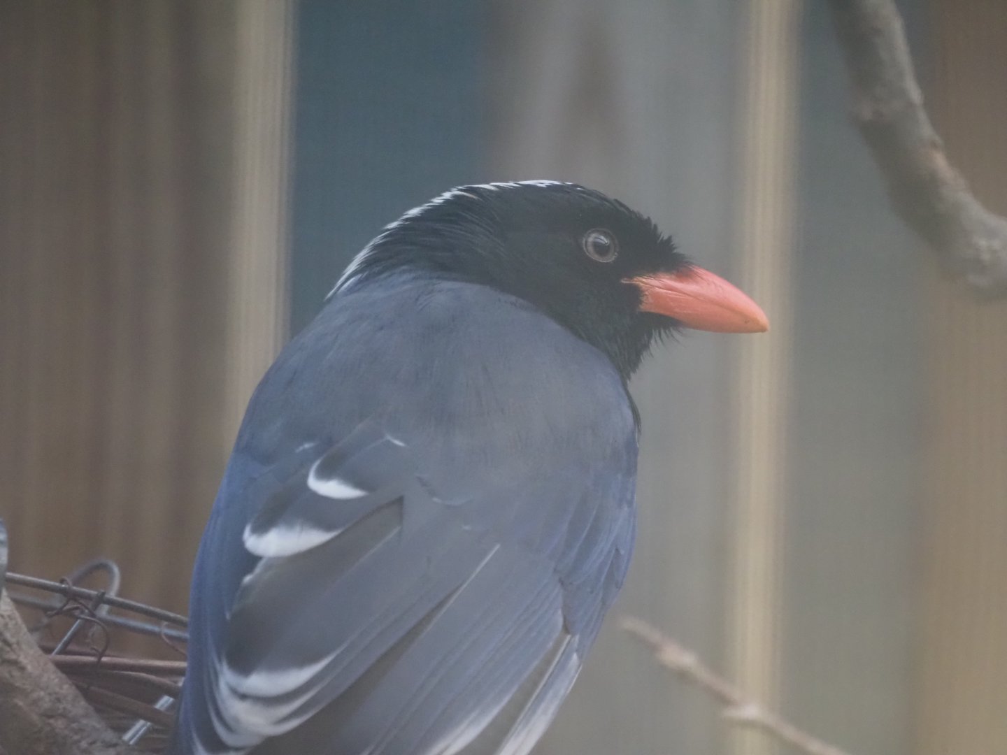 Red-Billed Blue Magpie