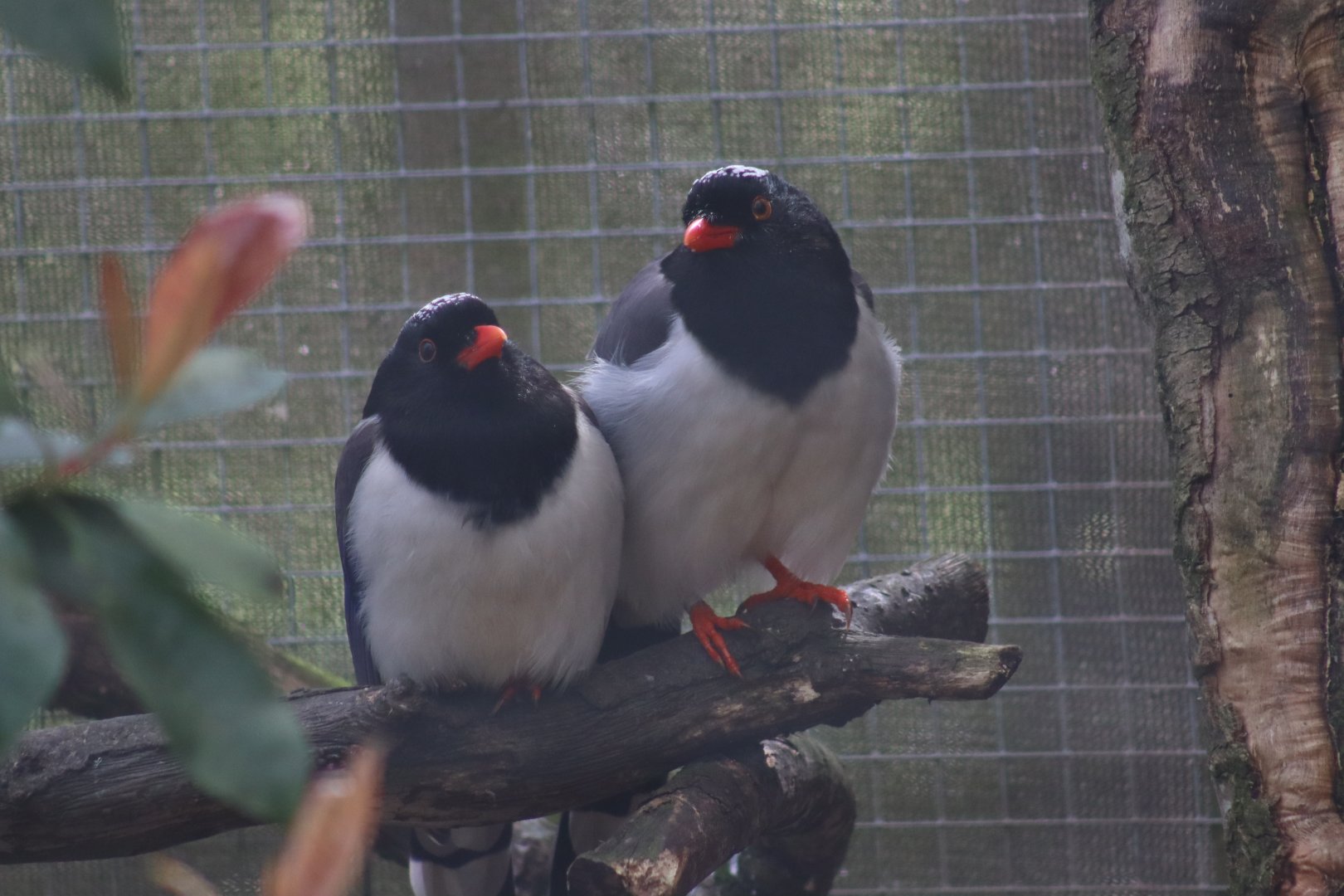 Red-Billed Blue Magpie