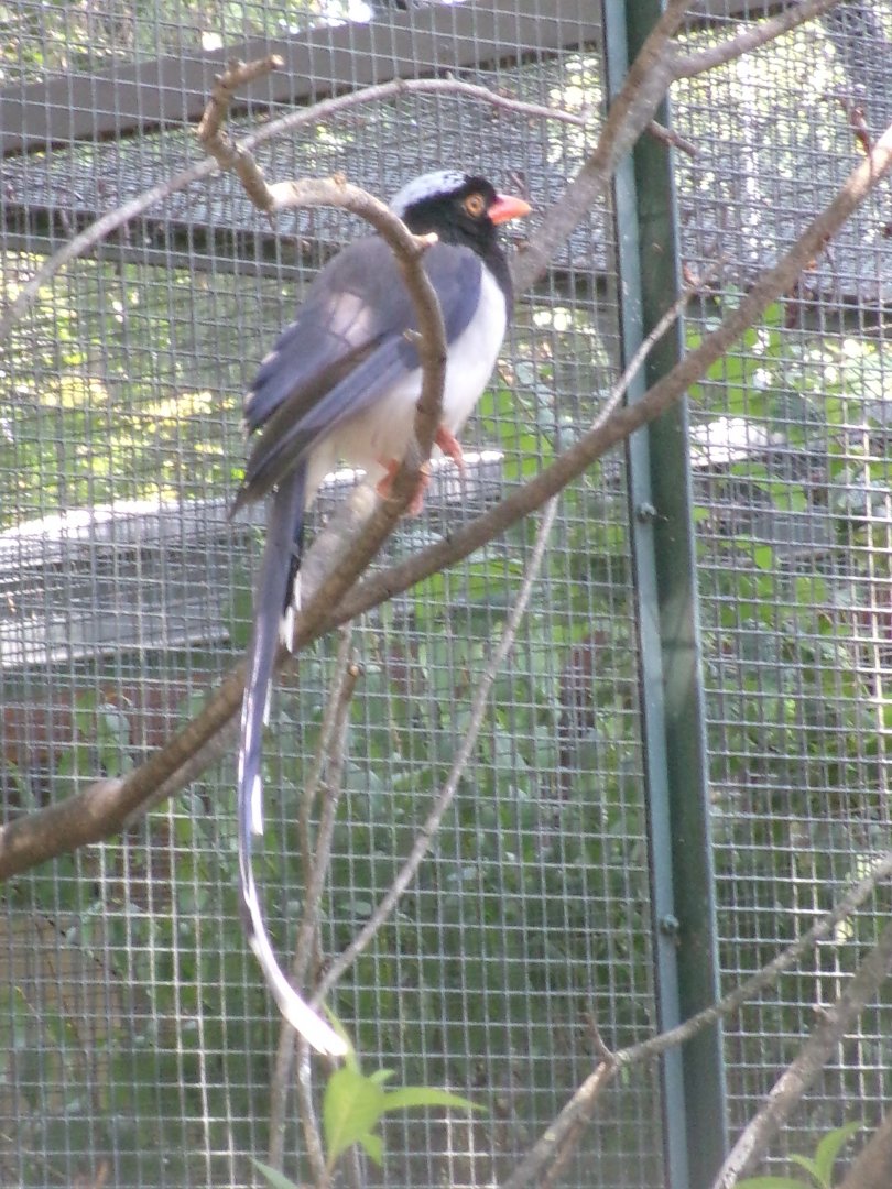 Red-billed blue magpie
