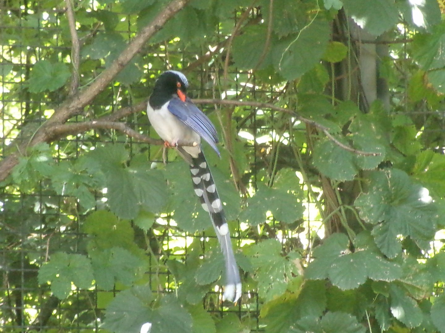 Red-billed Blue Magpie