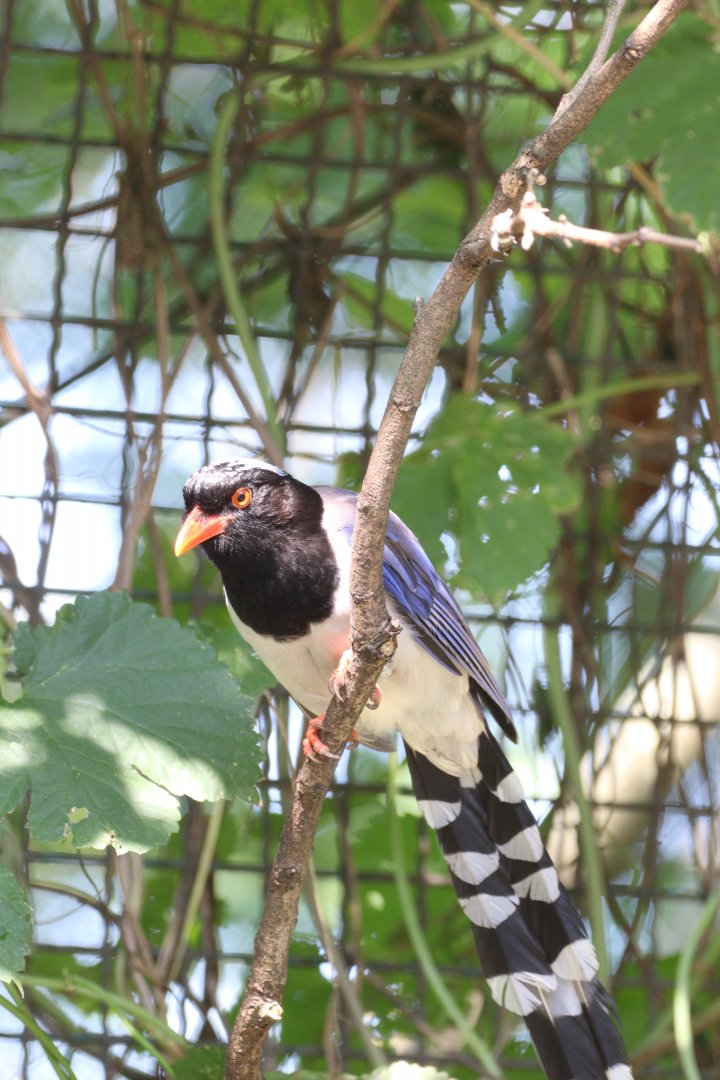 Red-billed Blue Magpie