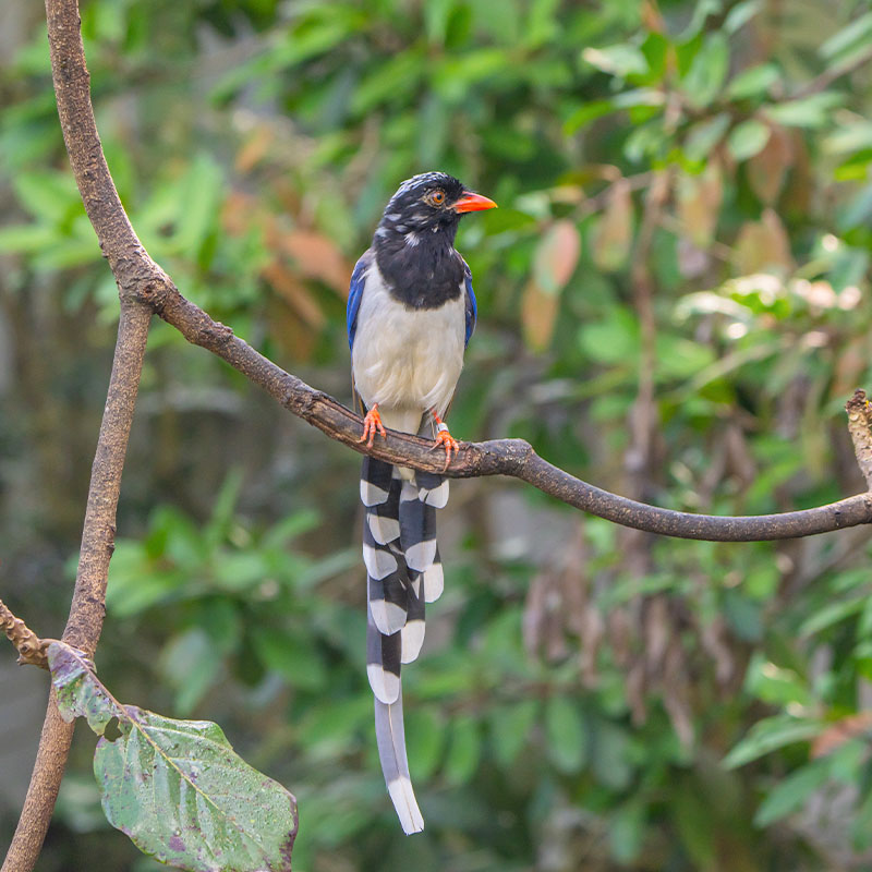Red-billed Blue Magpie