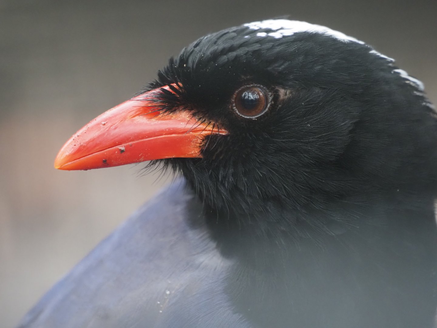 Red-Billed Blue Magpie