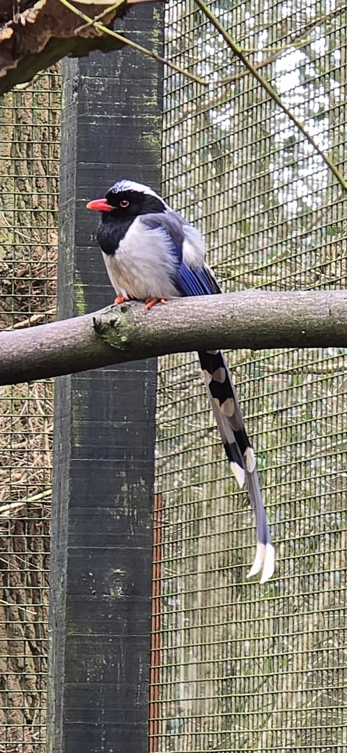 Red billed blue magpie