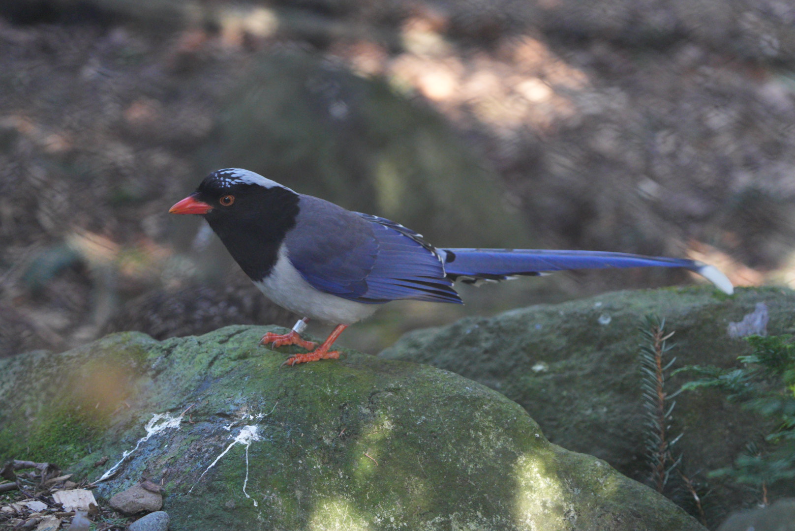 Red-billed Blue Magpie
