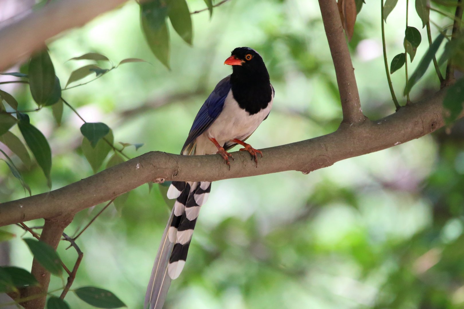 Red-billed Blue Magpie