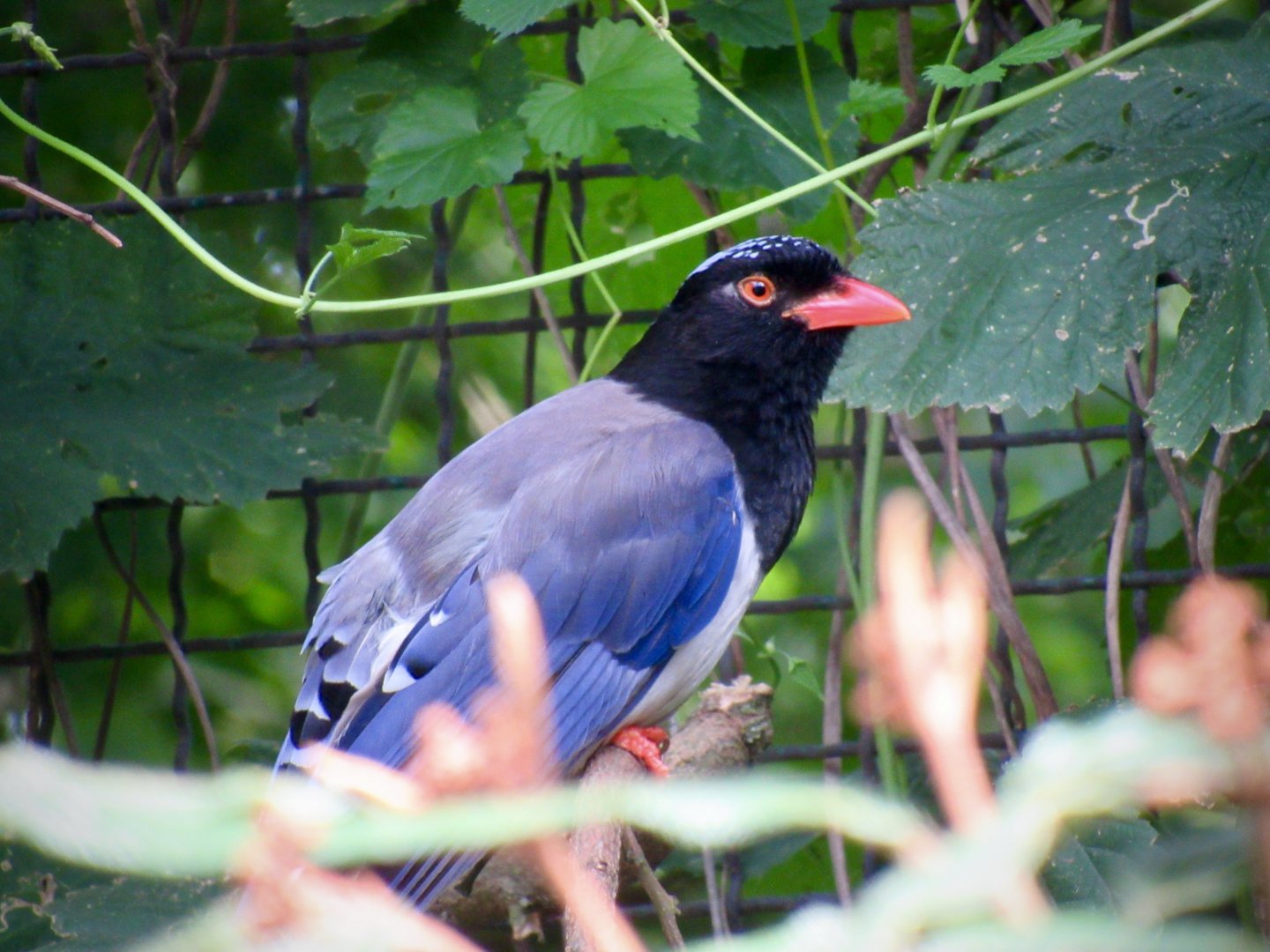 Red-billed blue magpie