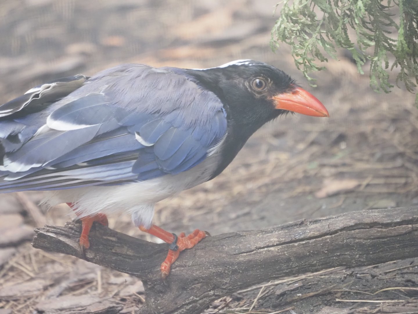 Red-Billed Blue Magpie
