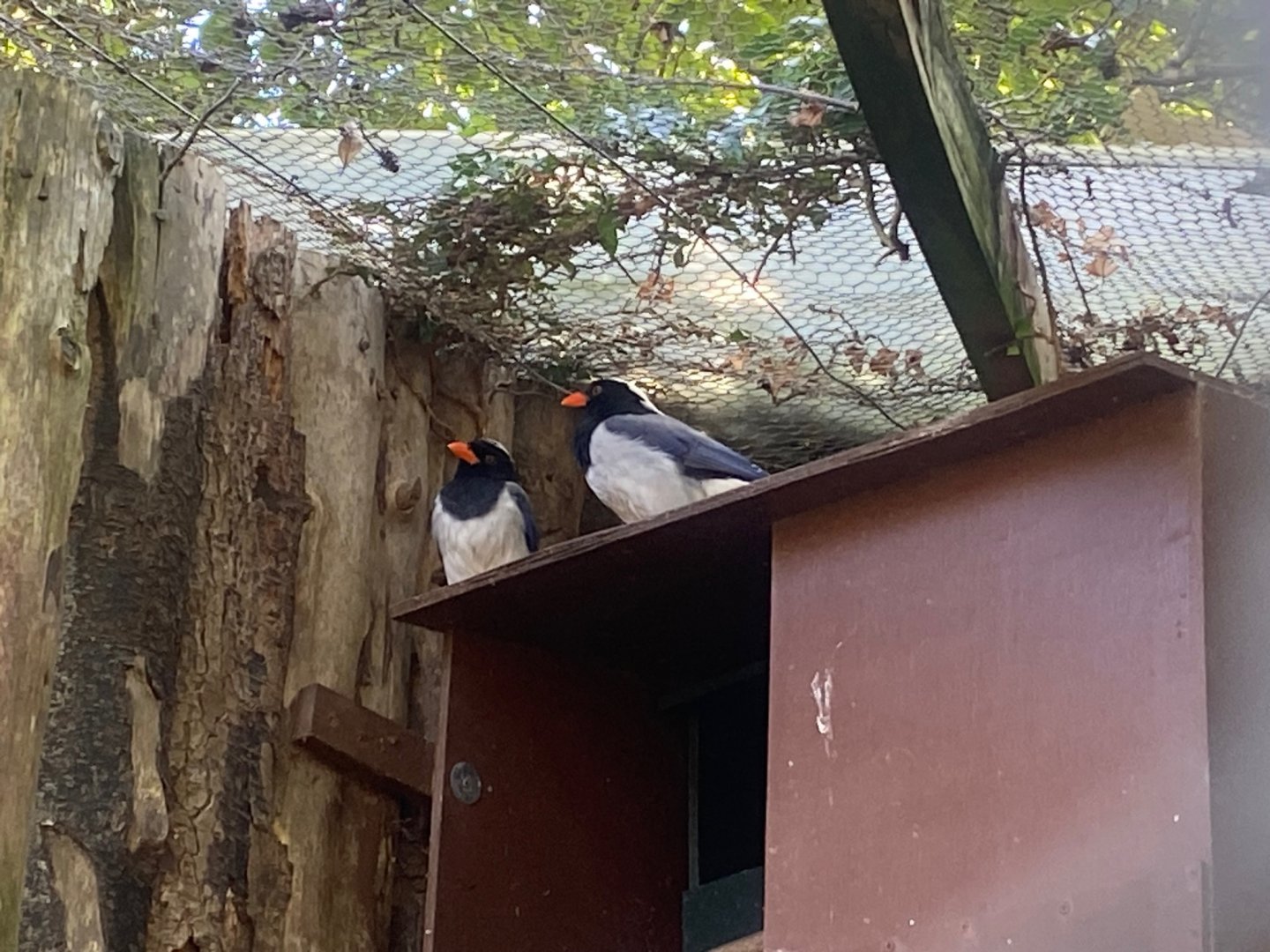 Red-billed blue magpies 081023