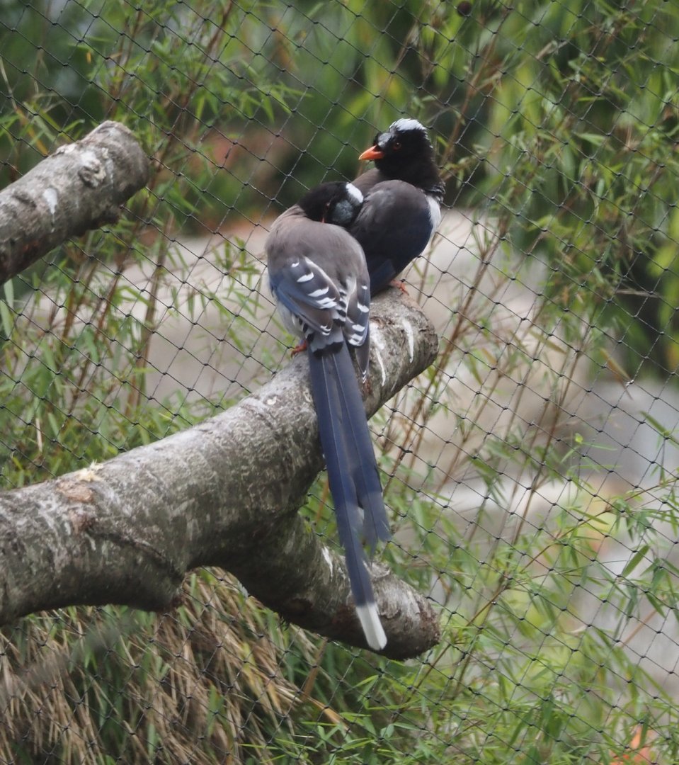 Red-billed blue magpies (Urocissa erythroryncha), 2025-07-12