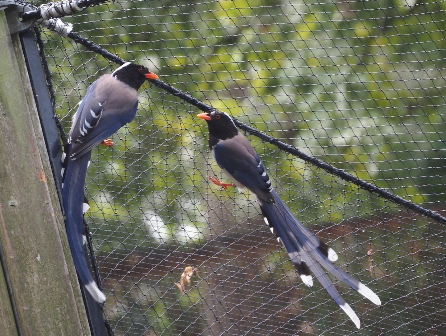 Red-billed blue magpies (Urocissa erythroryncha), 2025-07-12