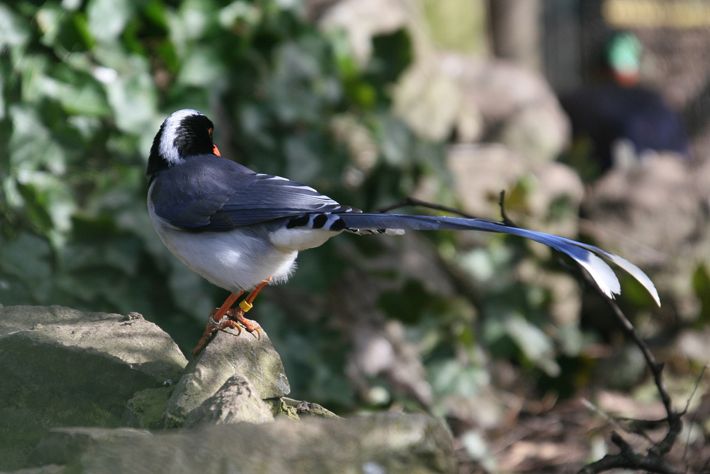 Red-billed Blue Pie #1