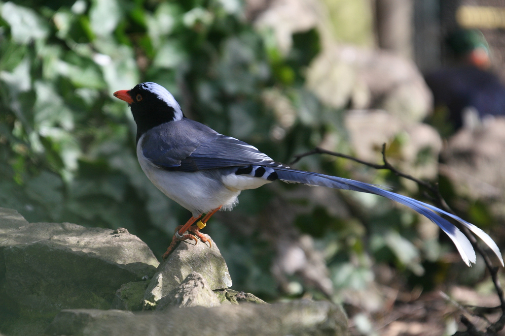 Red-billed Blue Pie #2
