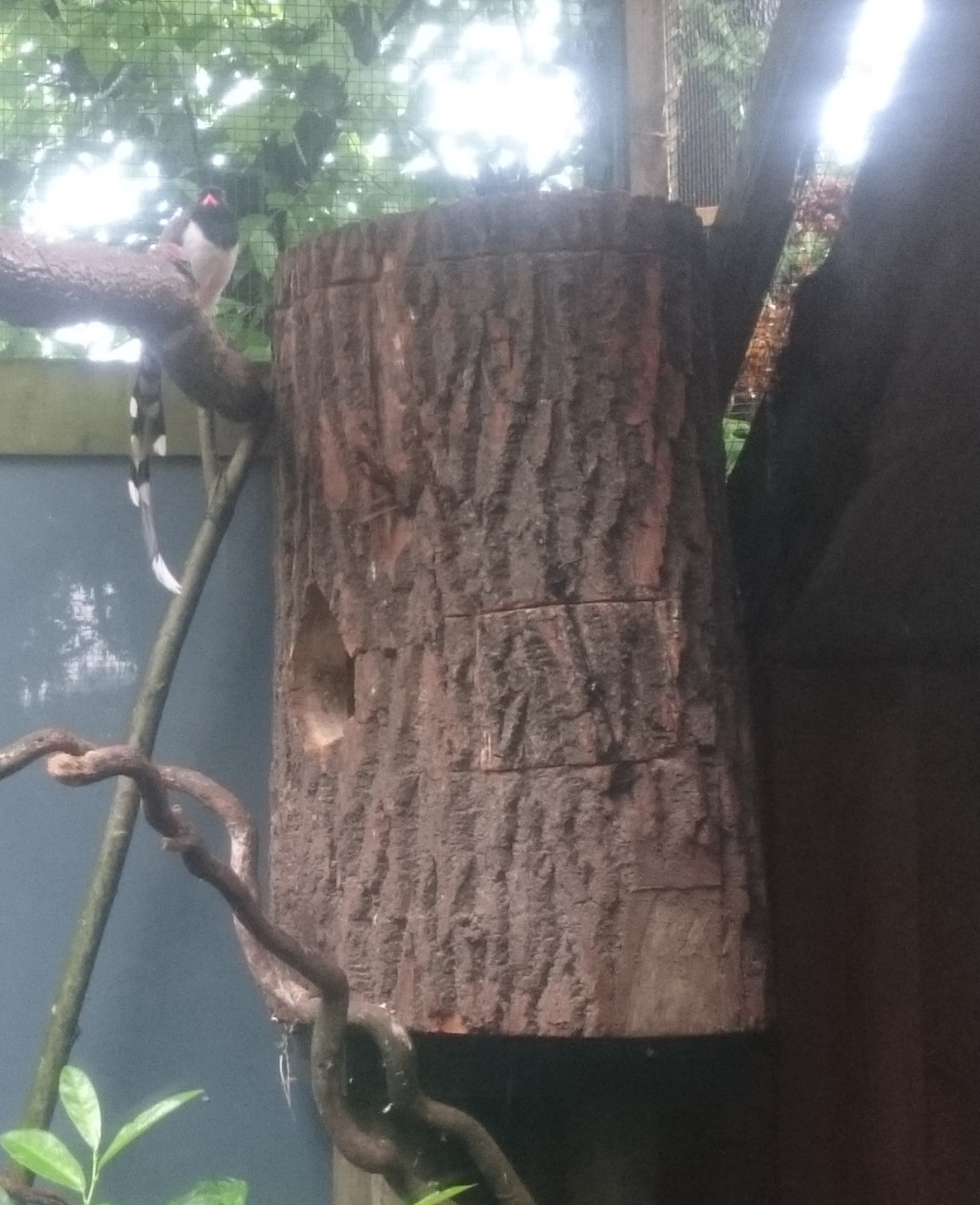 Red-billed blue pie and hornbill-nestbox