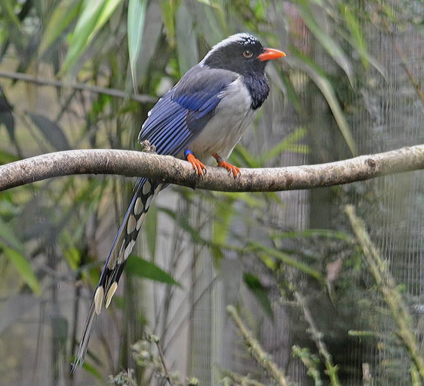 Red billed blue pie