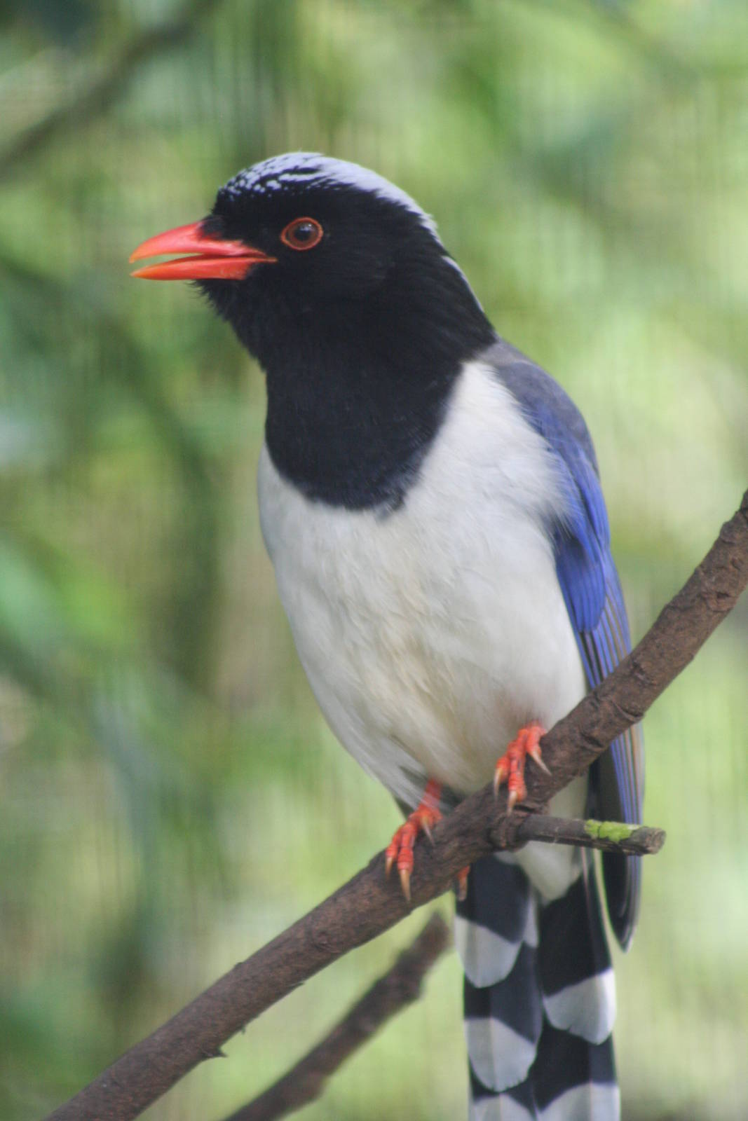 Red-billed Bluepie @ Chester; 02.04.2015