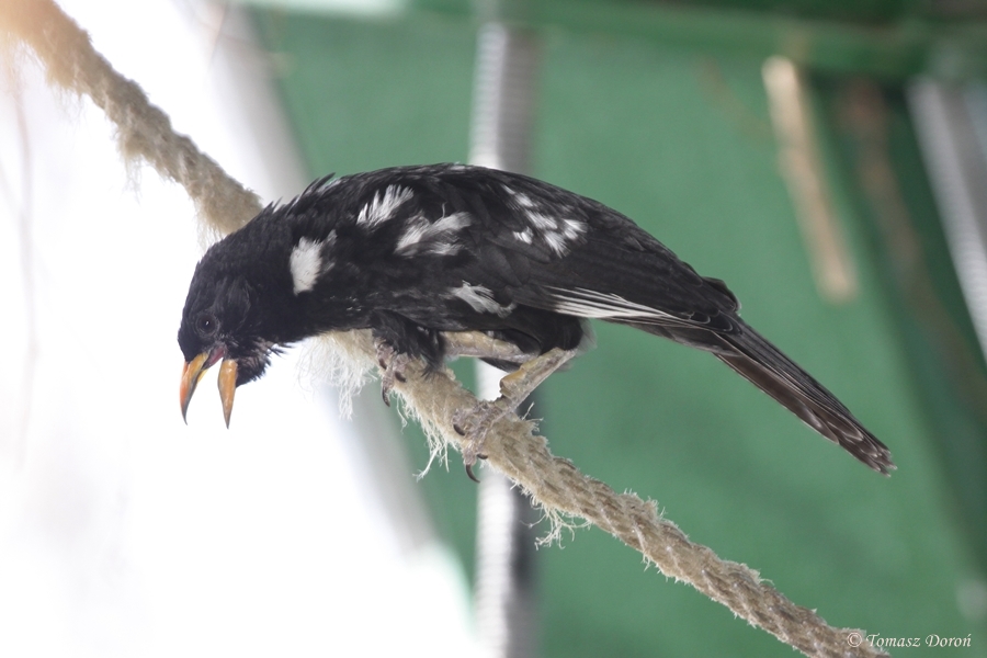 Red-billed Buffalo-Weaver (Bubalornis niger) male singing