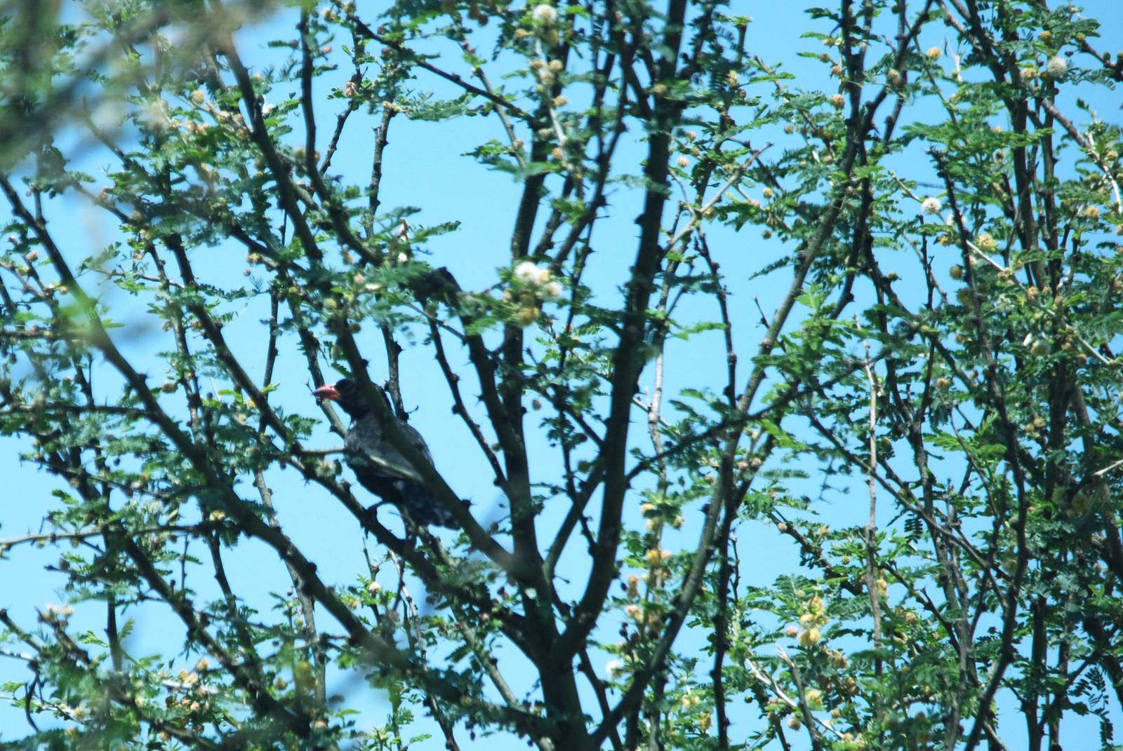 Red-billed Buffalo Weaver in Awash NP, 12/10/14
