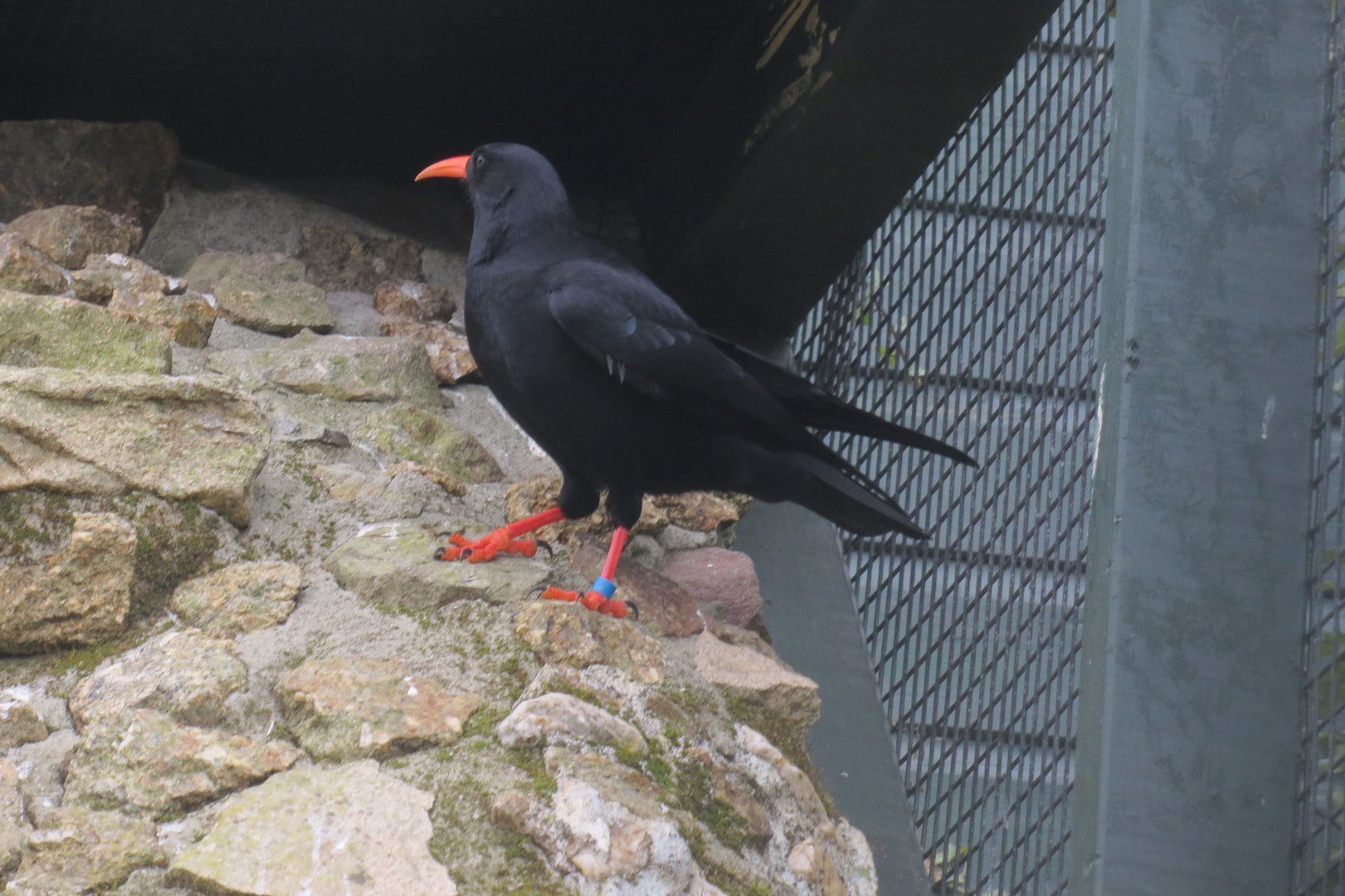 Red-billed chough 190219