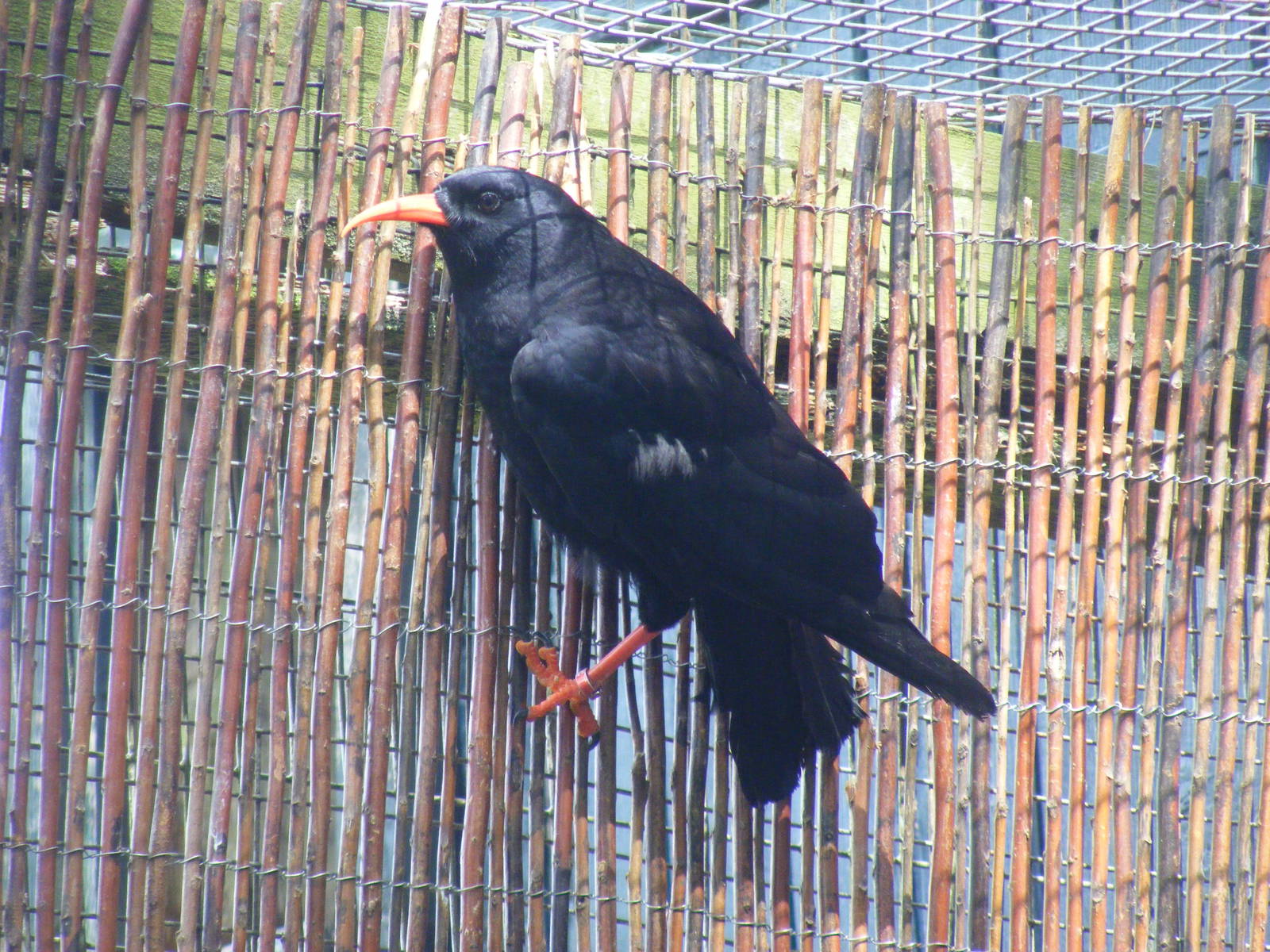 Red-billed chough at Birdworld, 1 July 2011