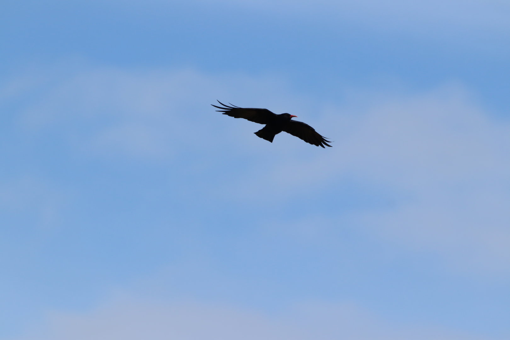 Red-billed Chough at RSPB South Stack