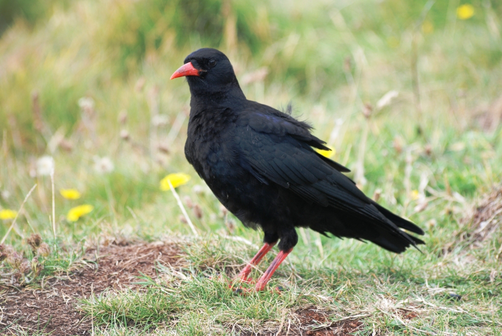 Red-billed Chough at South Stack (Anglesey), 16/08/14