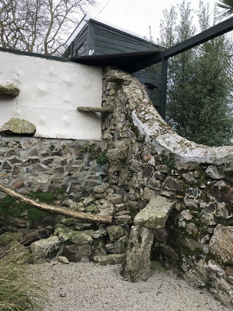 Red-billed chough aviary 190219