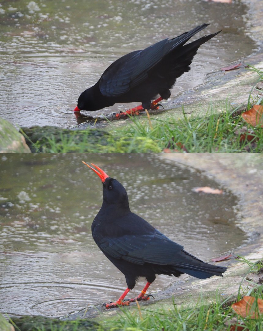 Red-billed chough drinking (Pyrrhocorax pyrrhocorax), 2019-12-28
