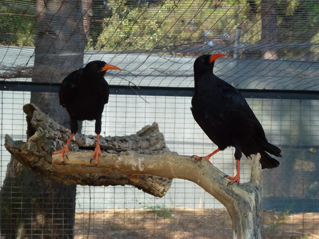 Red-billed chough, July 2013.