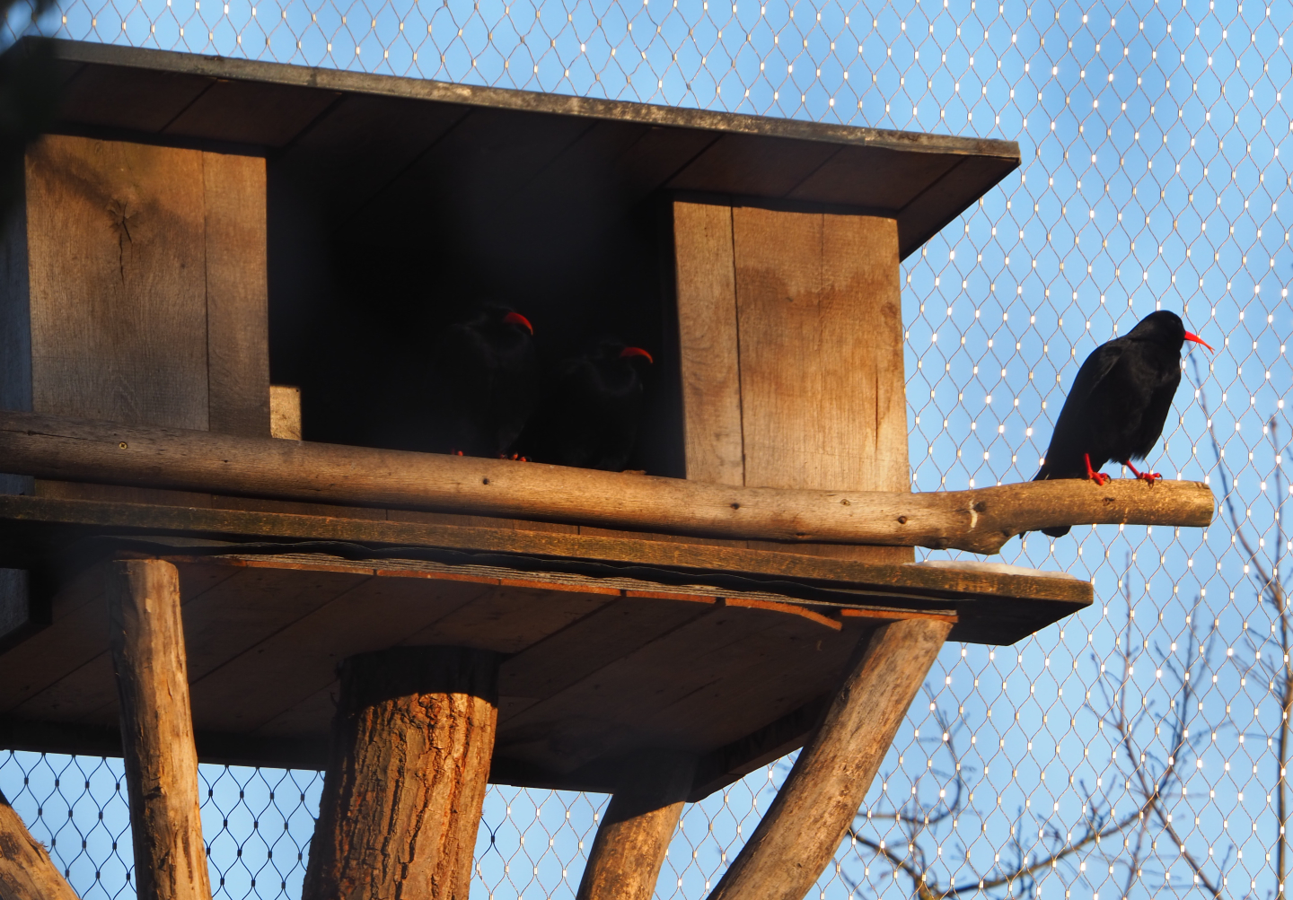 Red-billed chough nesting box and shelter, 2021-02-14