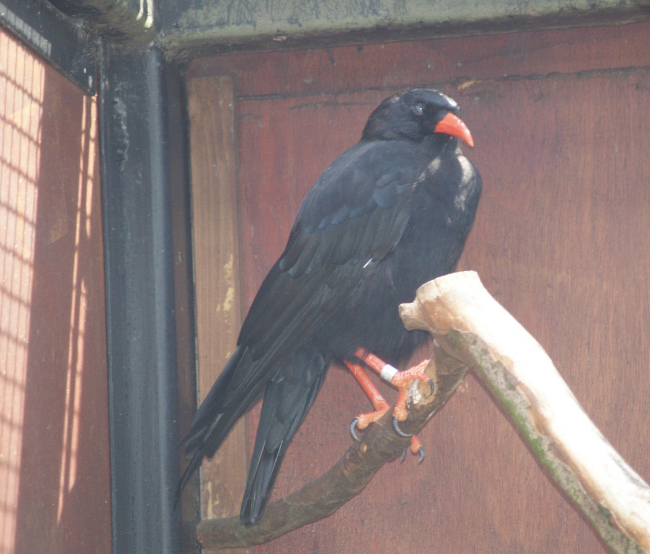 Red-billed chough (Pyrrhocorax pyrrhocorax), 2006-08-23