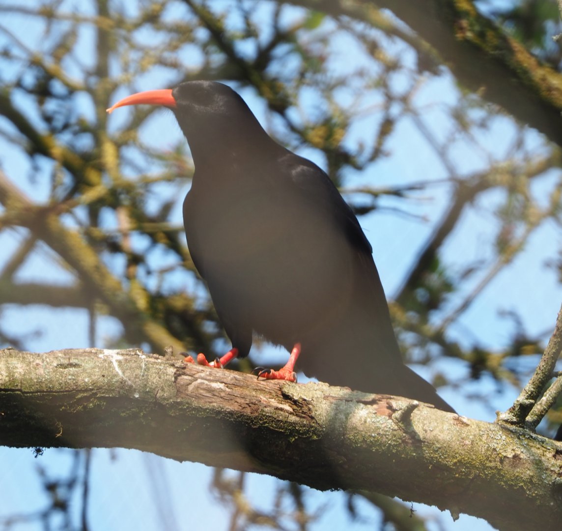 Red-billed chough (Pyrrhocorax pyrrhocorax), 2021-04-20