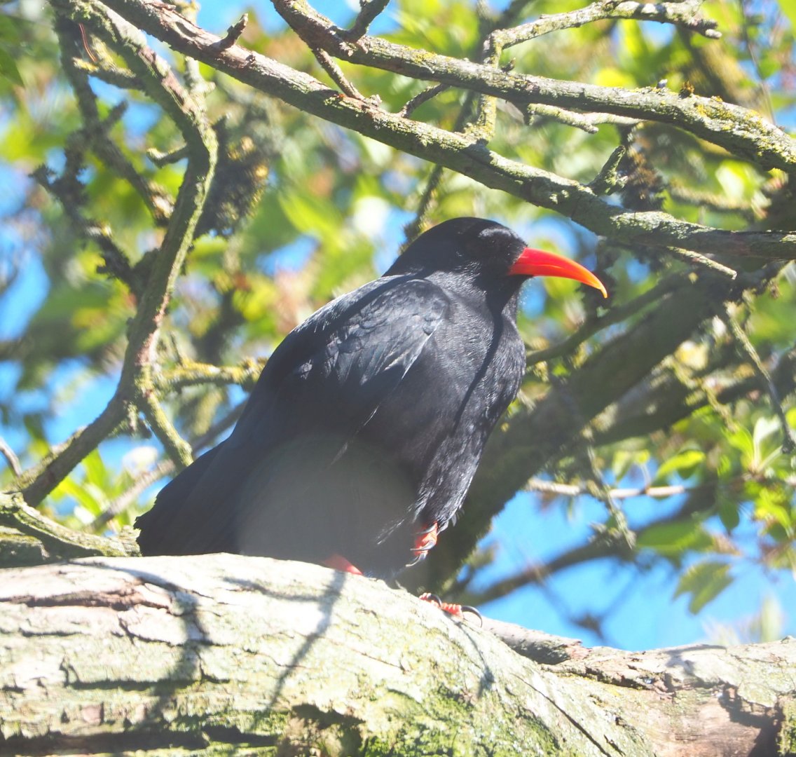 Red-billed chough (Pyrrhocorax pyrrhocorax), 2021-06-01