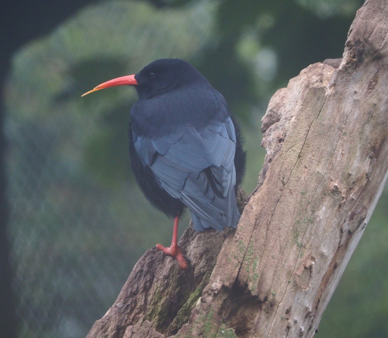 Red-billed chough (Pyrrhocorax pyrrhocorax), 2021-10-10