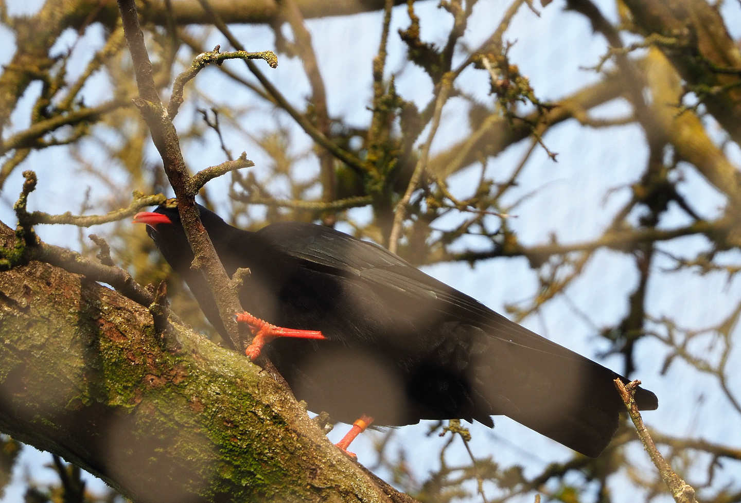 Red-billed chough (Pyrrhocorax pyrrhocorax), 2021-12-07