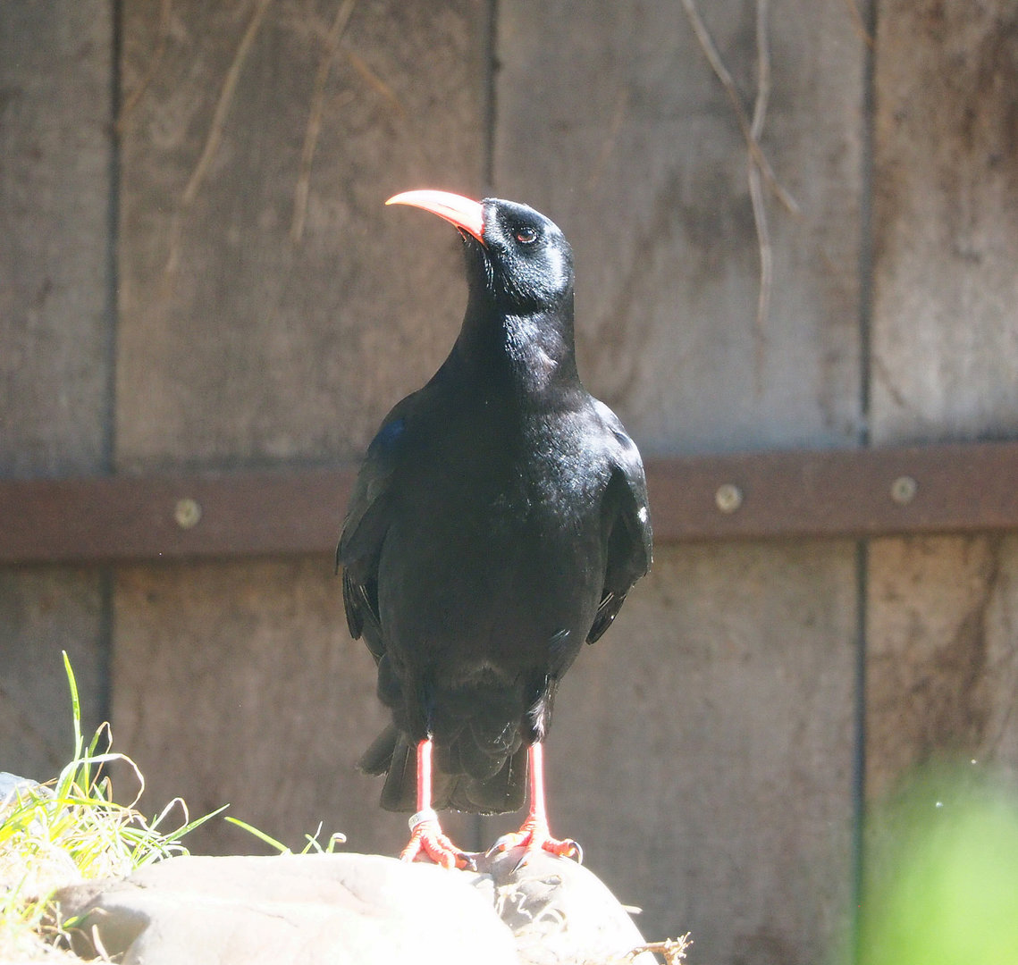 Red-billed chough (Pyrrhocorax pyrrhocorax), 2022-05-28