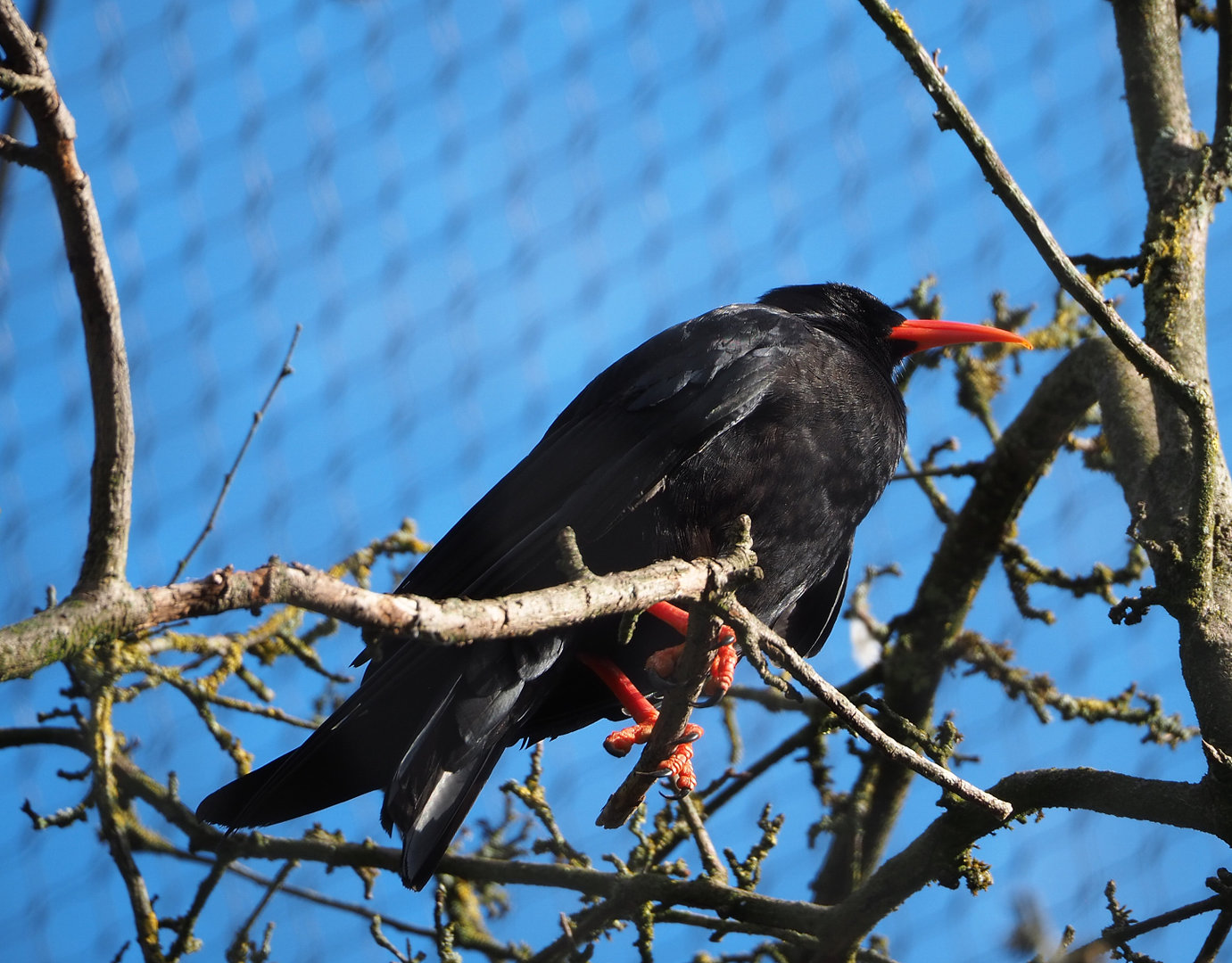 Red-billed chough (Pyrrhocorax pyrrhocorax), 2022-07-03