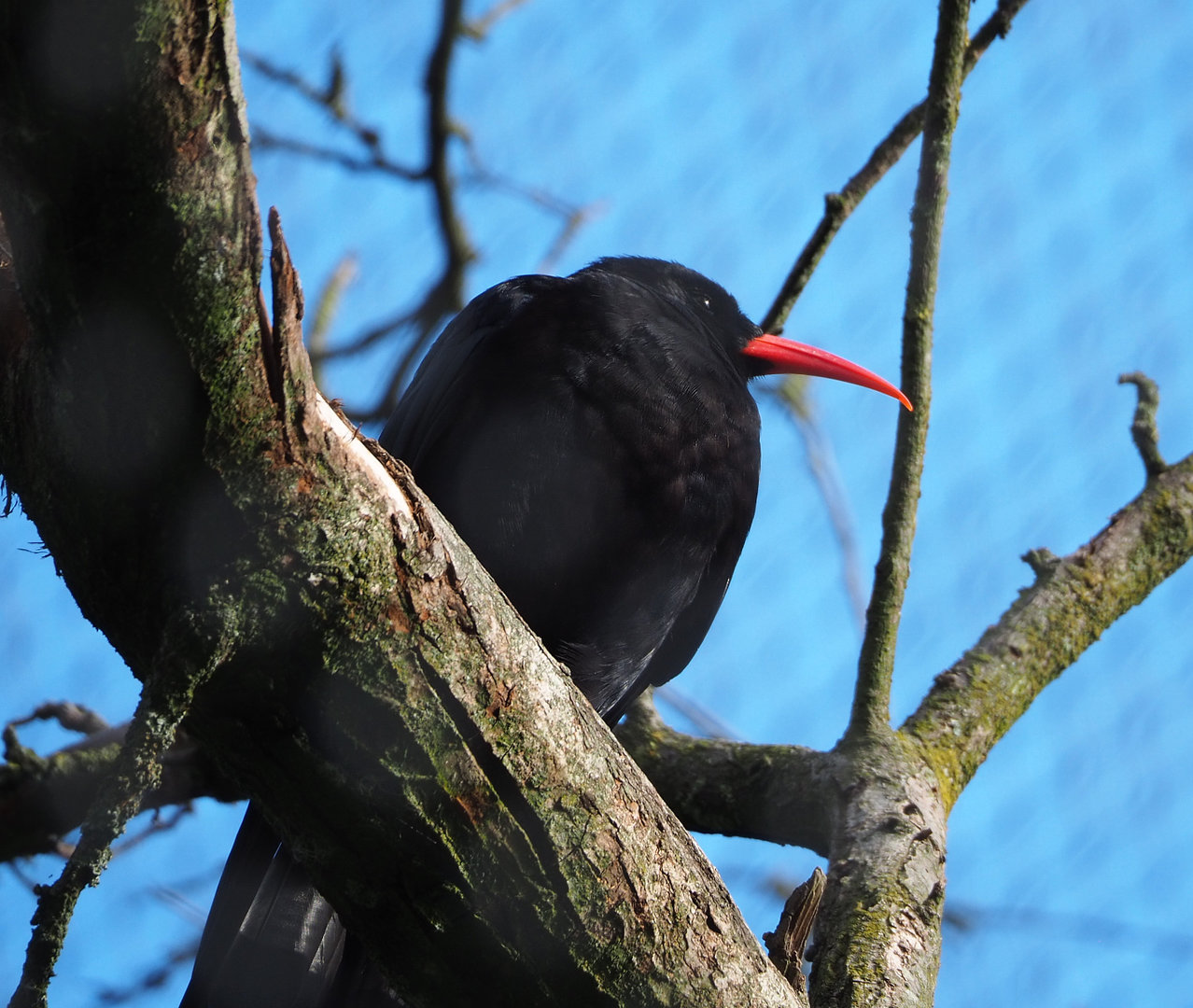 Red-billed chough (Pyrrhocorax pyrrhocorax), 2022-07-03