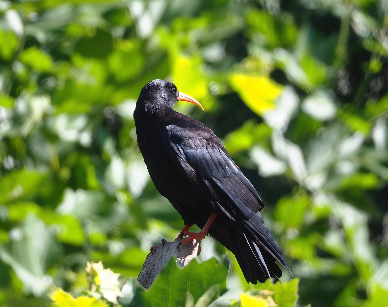 Red-billed chough (Pyrrhocorax pyrrhocorax), 2022-08-07